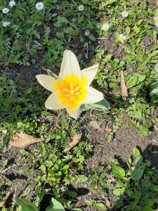 Jako pierwsze rozkwitły z nadejściem wiosny w przedszkolnym ogrodzie...ŻONKILE - niosące dobro, odrodzenie i nowy początek... 